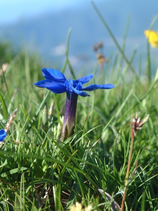 Gentiana verna / Genziana primaticcia